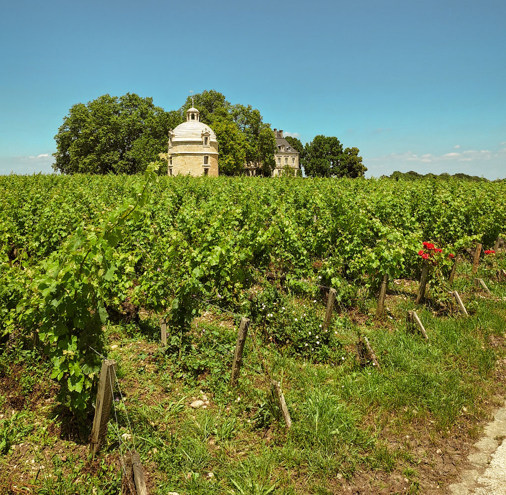 Wine and Chateau in Bordeaux