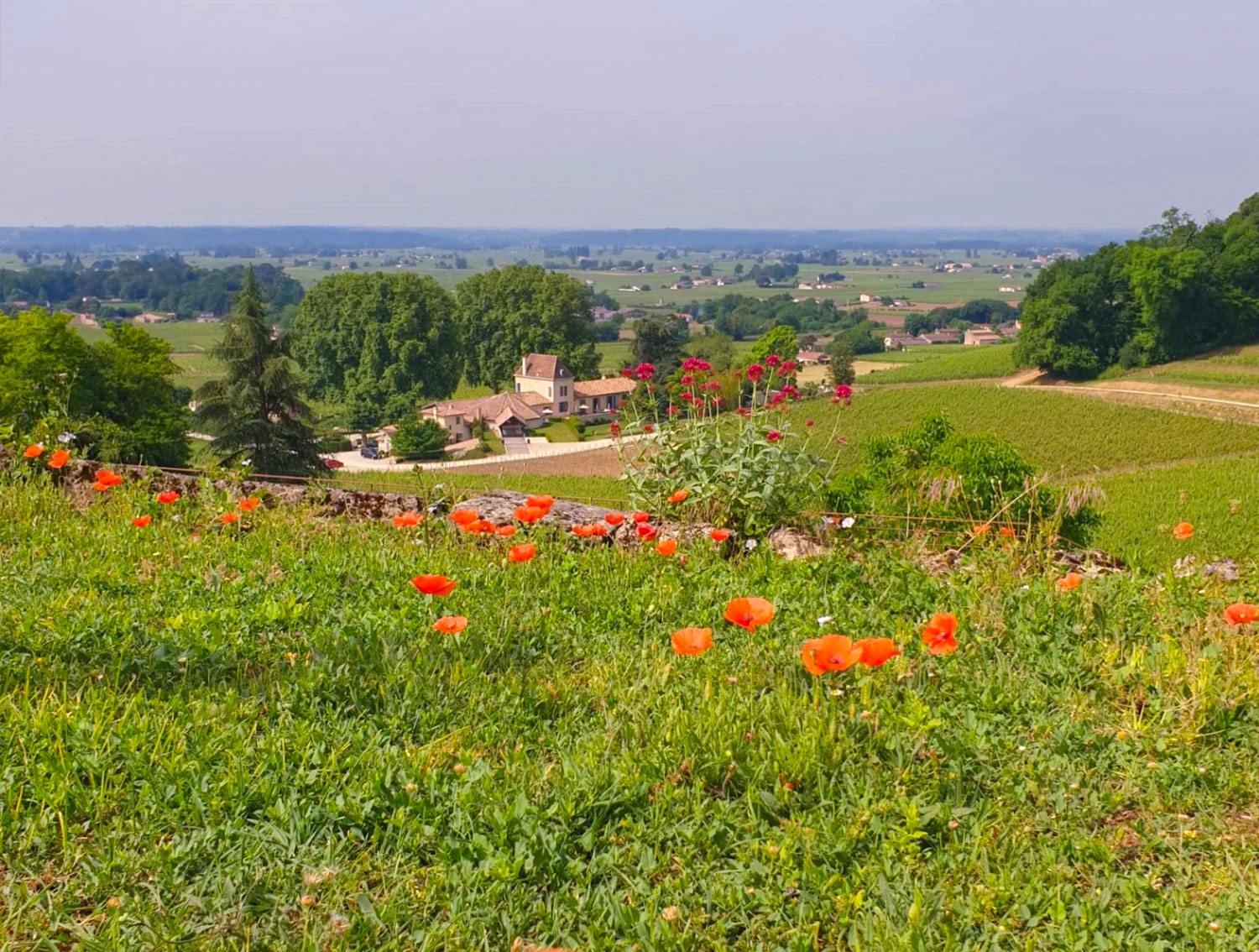 Bordeaux Vineyard View